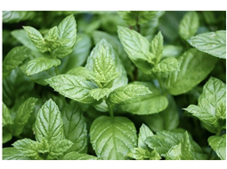 Hortel Pimenta Orgnico